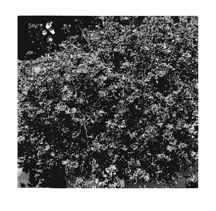 Figure 1 of US plant patent PP18069, the photograph of KLEDI04018 printed in the patent.