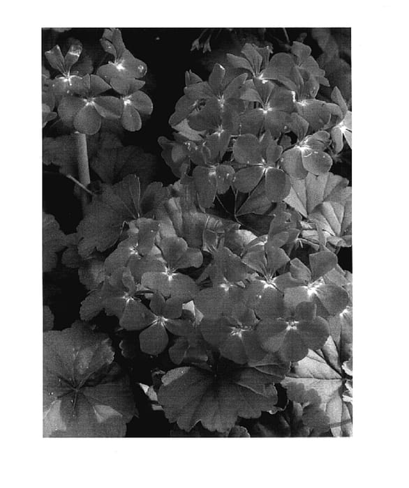 Figure 1 of US plant patent PP18070, the photograph of Tikscarl printed in the patent.