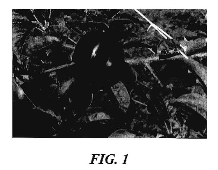 Figure 1 of US plant patent PP18071, the photograph of GUN-300 printed in the patent.