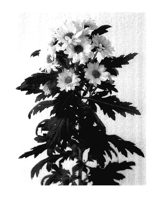 Figure 1 of US plant patent PP18072, the photograph of Dekallcream printed in the patent.