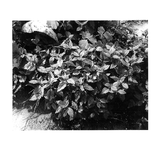 Figure 1 of US plant patent PP18073, the photograph of Verobiblue printed in the patent.
