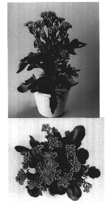 Figure 1 of US plant patent PP18074, the photograph of KJ 2003 0871 printed in the patent.