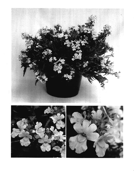 Figure 1 of US plant patent PP18075, the photograph of Intraigold printed in the patent.
