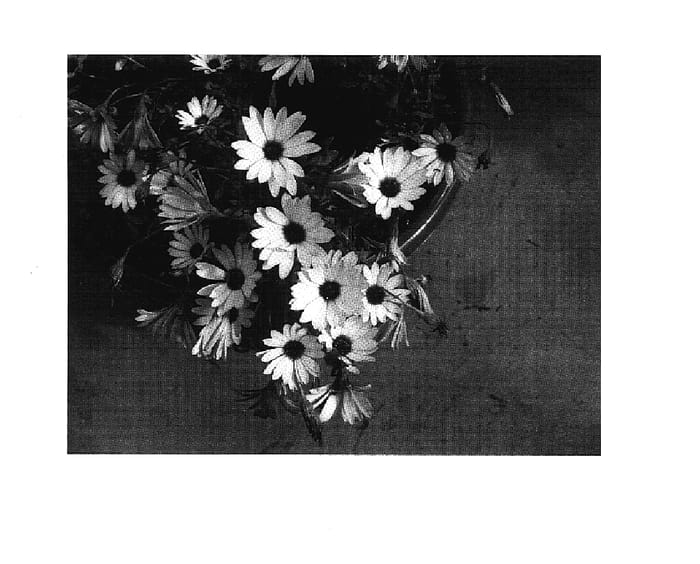 Figure 1 of US plant patent PP18076, the photograph of Sumipas 02 printed in the patent.
