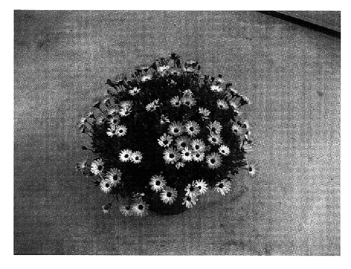 Figure 1 of US plant patent PP18077, the photograph of Sumipas 01 printed in the patent.