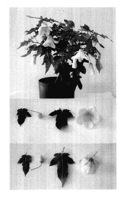 Figure 1 of US plant patent PP18078, the photograph of Oosttrump printed in the patent.