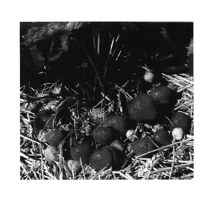 Figure 1 of US plant patent PP18079, the photograph of Figaro printed in the patent.