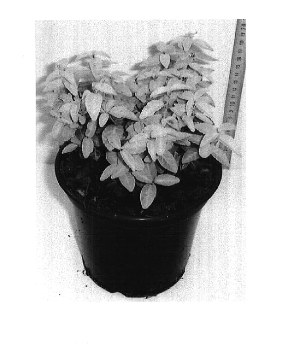 Figure 1 of US plant patent PP18080, the photograph of Waldbolwi printed in the patent.