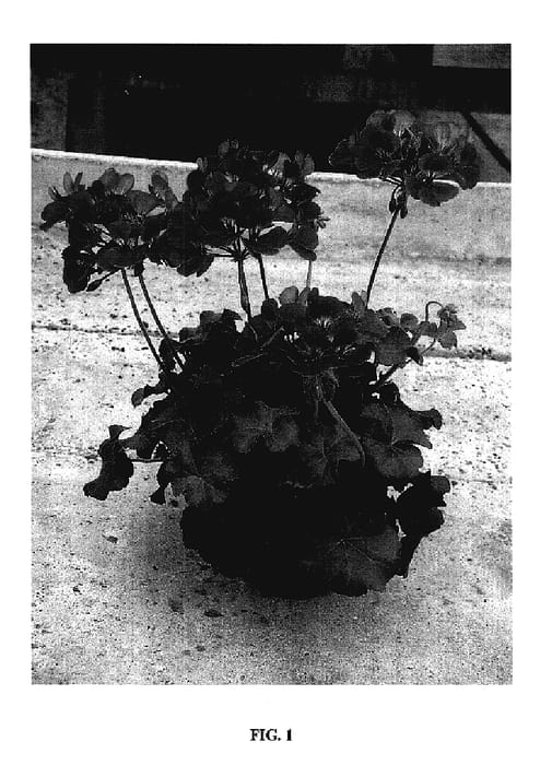 Figure 1 of US plant patent PP18081, the photograph of Cante Laver printed in the patent.