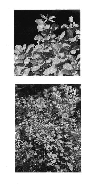 Figure 1 of US plant patent PP18082, the photograph of Maria printed in the patent.