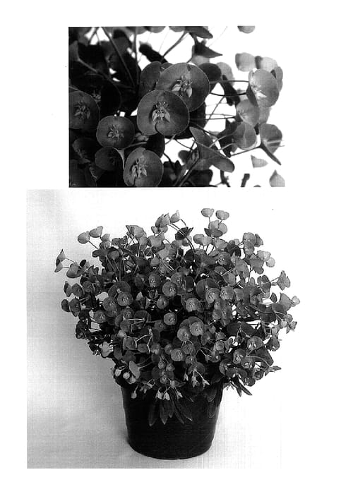 Figure 1 of US plant patent PP18083, the photograph of Innthal printed in the patent.