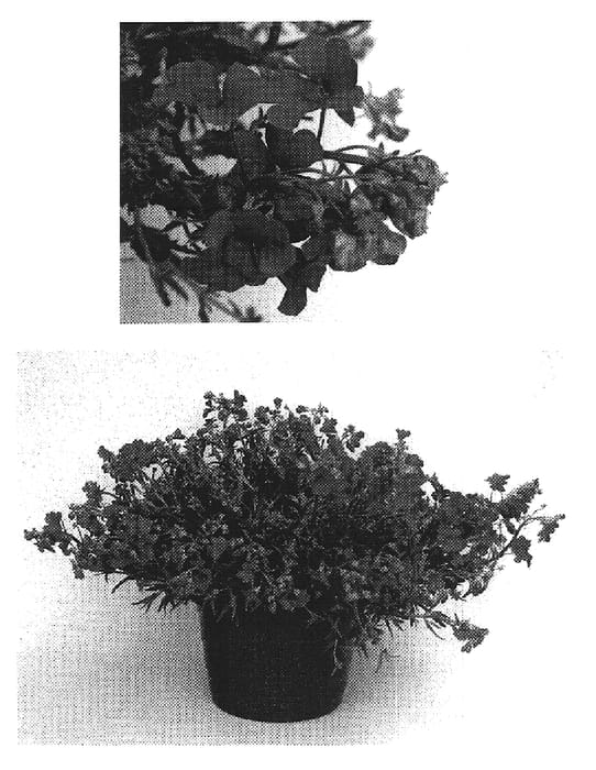 Figure 1 of US plant patent PP18084, the photograph of Intraired printed in the patent.