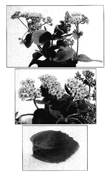 Figure 1 of US plant patent PP18085, the photograph of Bronco printed in the patent.