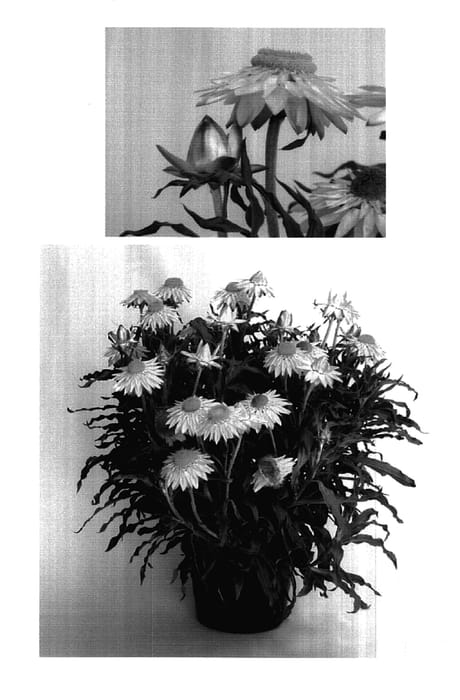 Figure 1 of US plant patent PP18086, the photograph of Golbra printed in the patent.