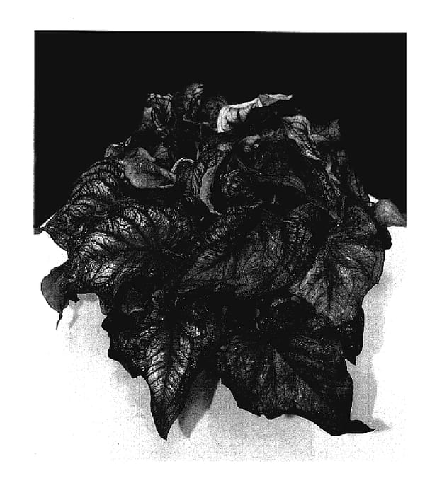 Figure 1 of US plant patent PP18087, the photograph of Victoria printed in the patent.