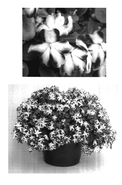 Figure 1 of US plant patent PP18088, the photograph of Bodlizviosta printed in the patent.