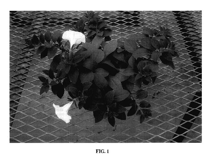 Figure 1 of US plant patent PP18089, the photograph of Keiwhihus printed in the patent.