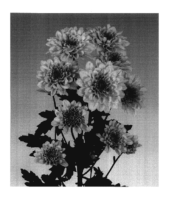 Figure 1 of US plant patent PP18090, the photograph of Posh Pink printed in the patent.