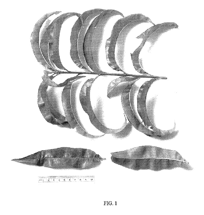 Figure 1 of US plant patent PP18091, the photograph of NJ352 printed in the patent.