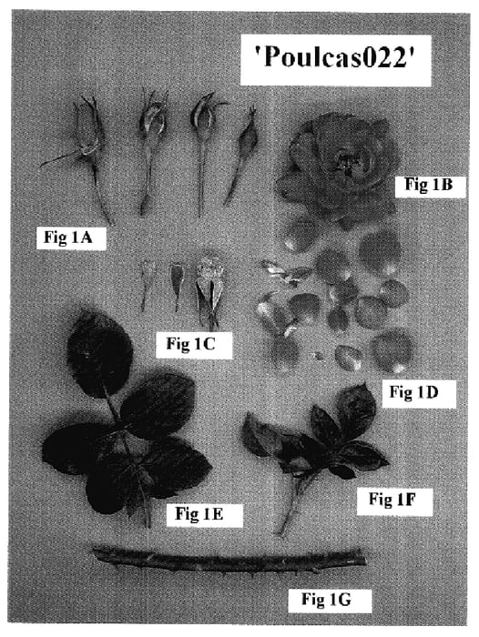 Figure 1 of US plant patent PP18092, the photograph of Poulcas022 printed in the patent.