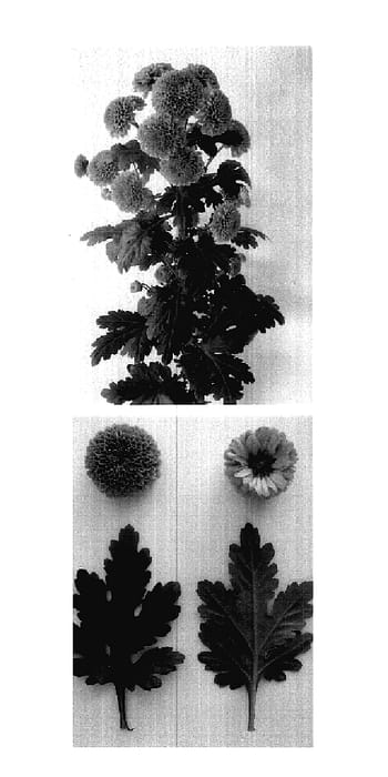 Figure 1 of US plant patent PP18093, the photograph of Jeanny Bronze printed in the patent.