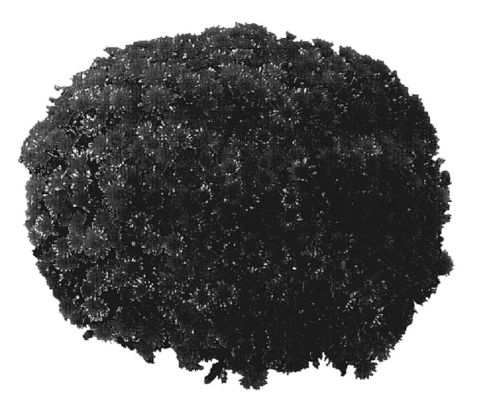 Figure 1 of US plant patent PP18094, the photograph of PPP CON OR05 printed in the patent.