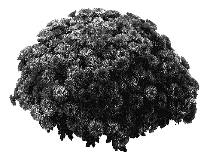 Figure 1 of US plant patent PP18095, the photograph of PPP COMP OR05 printed in the patent.