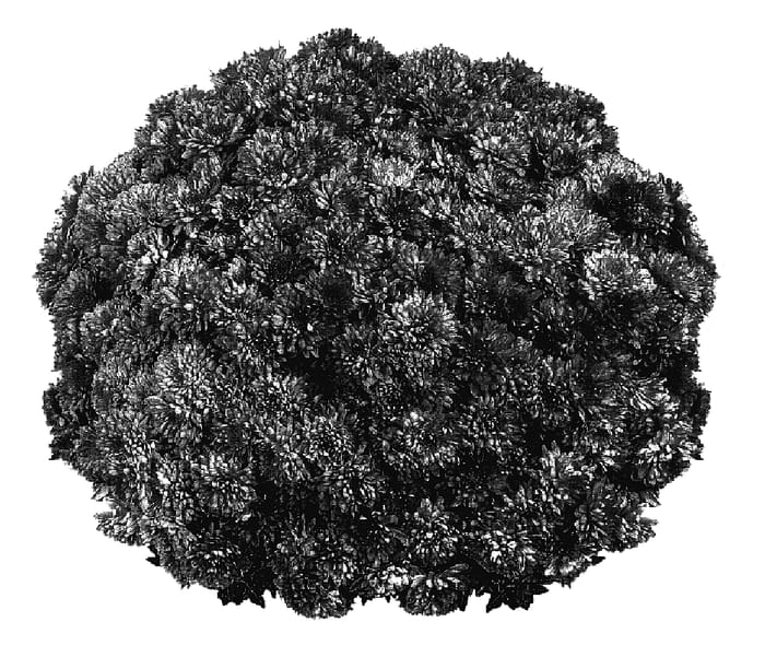 Figure 1 of US plant patent PP18096, the photograph of PPP TUSC 05 printed in the patent.