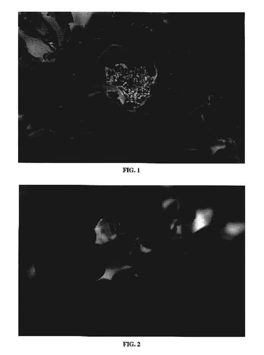 Figure 1 of US plant patent PP18097, the photograph of BAIcer printed in the patent.