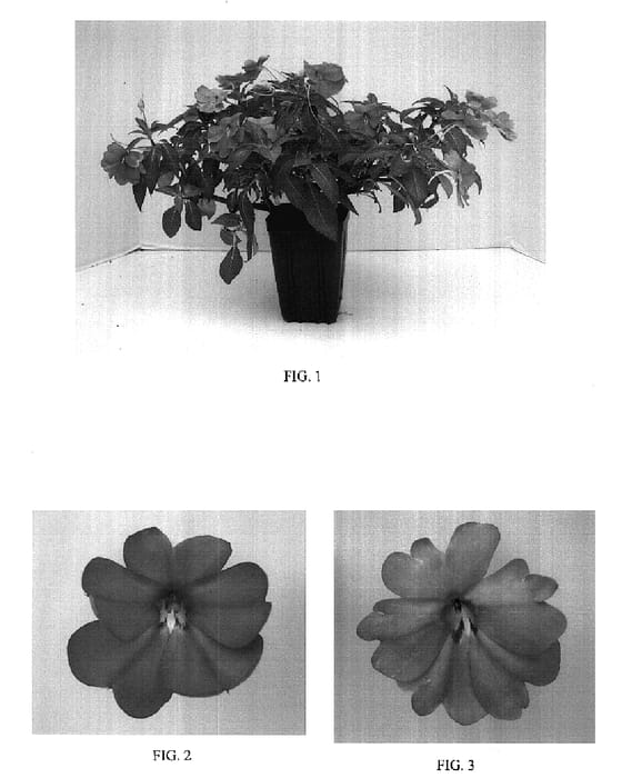 Figure 1 of US plant patent PP18098, the photograph of Balfafpinsar printed in the patent.