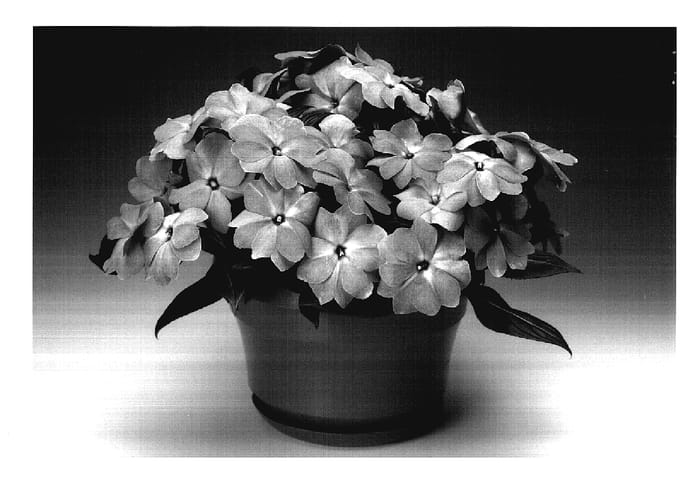 Figure 1 of US plant patent PP18099, the photograph of Ingrosab printed in the patent.