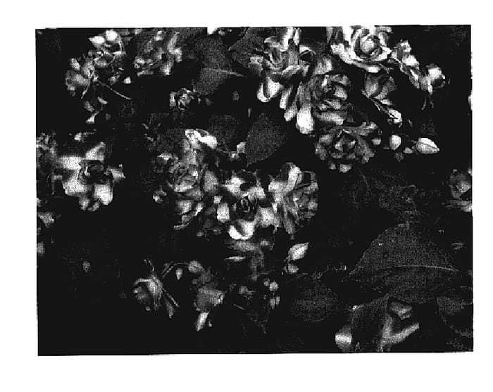 Figure 1 of US plant patent PP18100, the photograph of Silte Pursar printed in the patent.