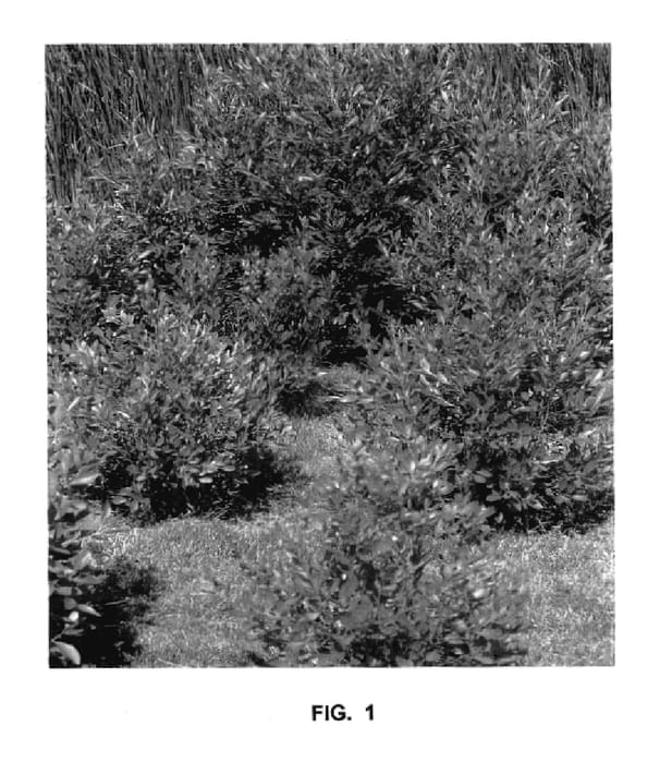 Figure 1 of US plant patent PP18101, the photograph of September Sun printed in the patent.