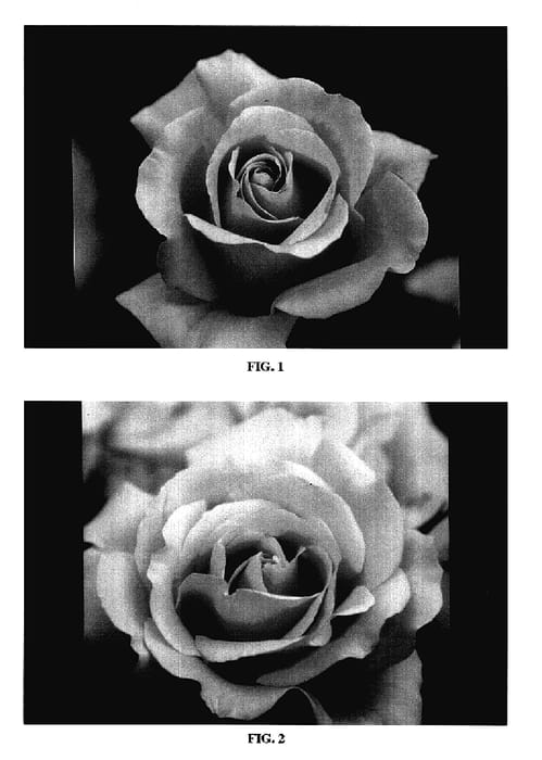 Figure 1 of US plant patent PP18102, the photograph of BAIcent printed in the patent.