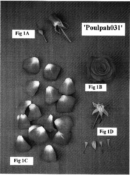 Figure 1 of US plant patent PP18103, the photograph of Poulpah031 printed in the patent.