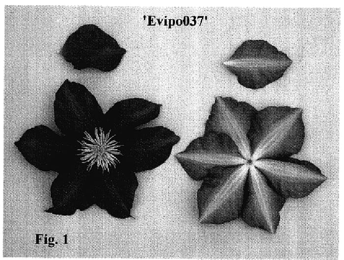 Figure 1 of US plant patent PP18104, the photograph of Evipo037 printed in the patent.