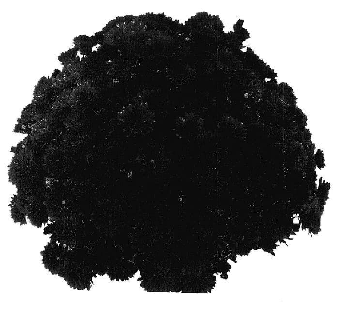 Figure 1 of US plant patent PP18105, the photograph of PPP POB LV05 printed in the patent.