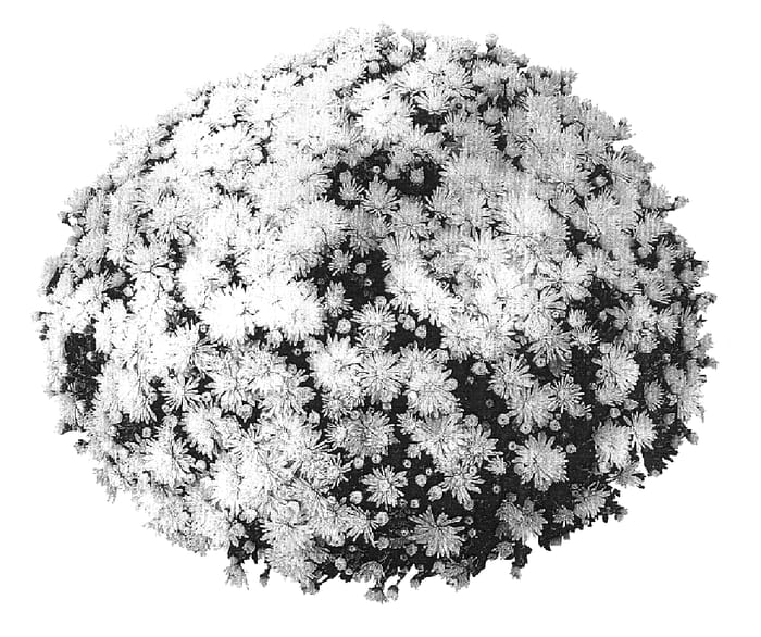 Figure 1 of US plant patent PP18106, the photograph of PPP MIL YL05 printed in the patent.
