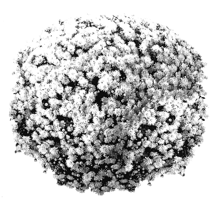 Figure 1 of US plant patent PP18107, the photograph of PPP TRI WH05 printed in the patent.
