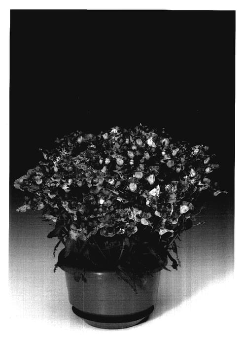 Figure 1 of US plant patent PP18108, the photograph of Nemhapri printed in the patent.