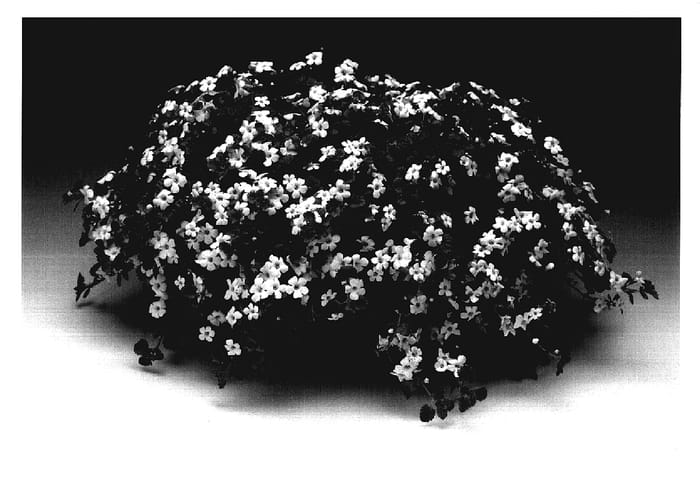 Figure 1 of US plant patent PP18109, the photograph of Sutcacomwi printed in the patent.
