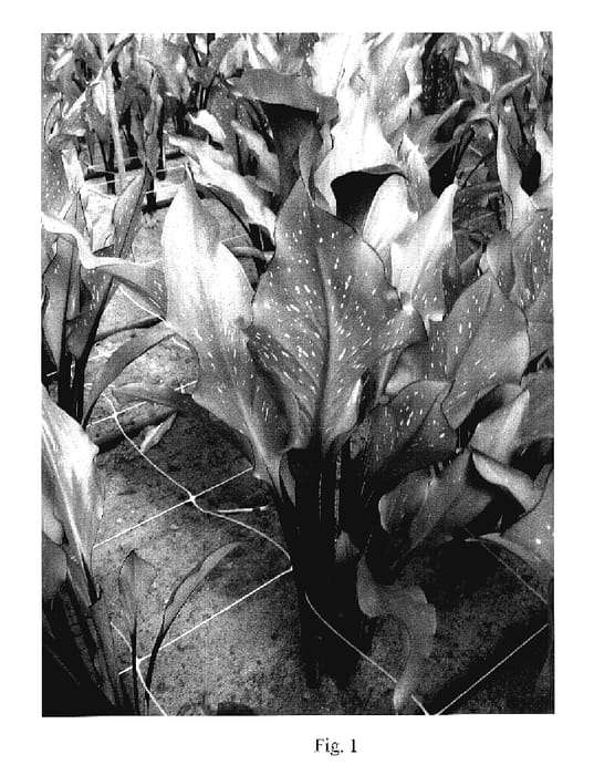 Figure 1 of US plant patent PP18110, the photograph of Majestic Star printed in the patent.