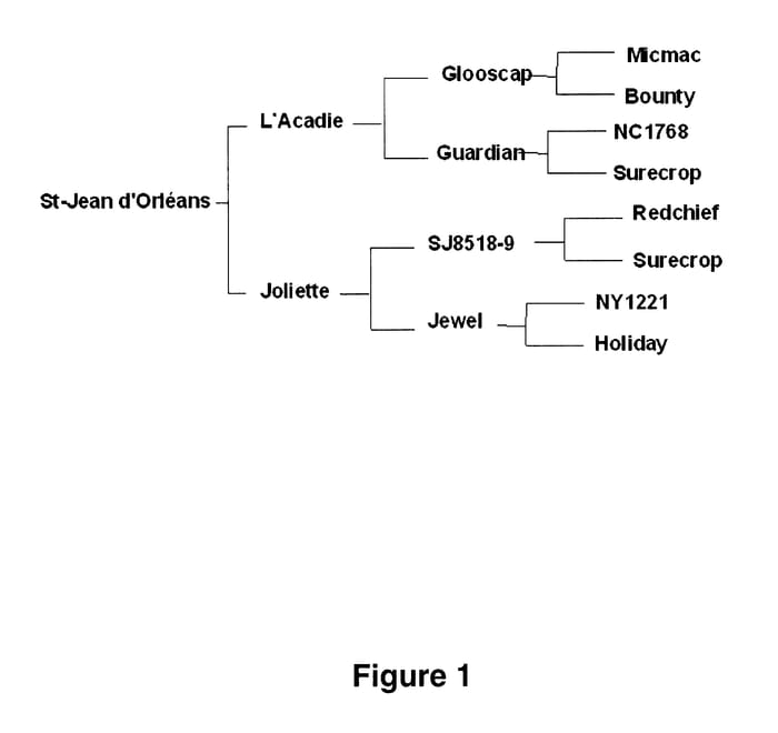 Figure 1 of US plant patent PP18111, the photograph of Saint-Jean d'Orleans printed in the patent.