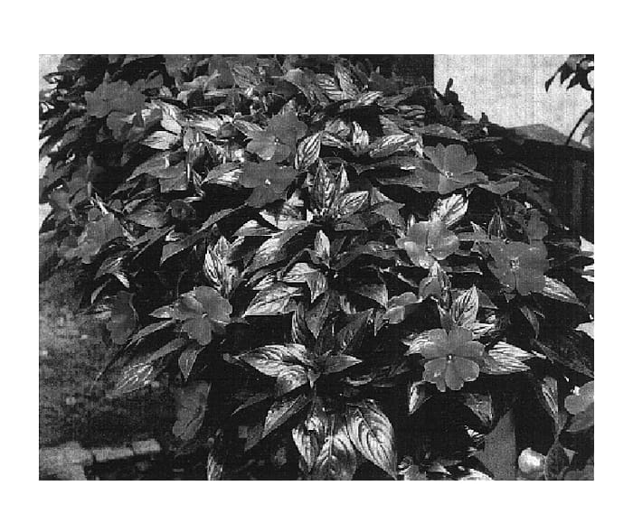 Figure 1 of US plant patent PP18113, the photograph of KLEI04078 printed in the patent.