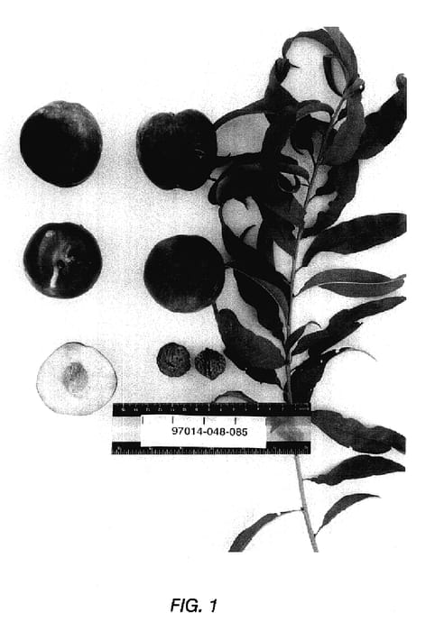 Figure 1 of US plant patent PP18114, the photograph of Sunectwentyone printed in the patent.