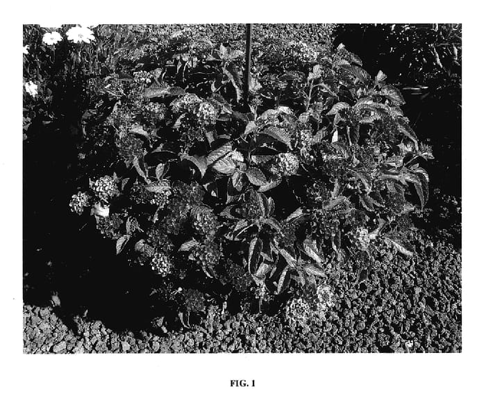 Figure 1 of US plant patent PP18115, the photograph of Bante Cheria printed in the patent.