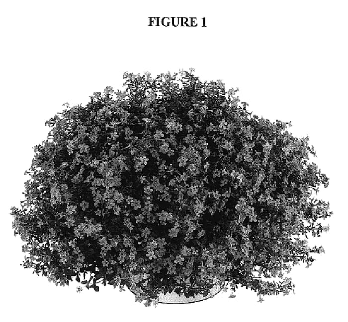 Figure 1 of US plant patent PP18116, the photograph of DANCOP19 printed in the patent.