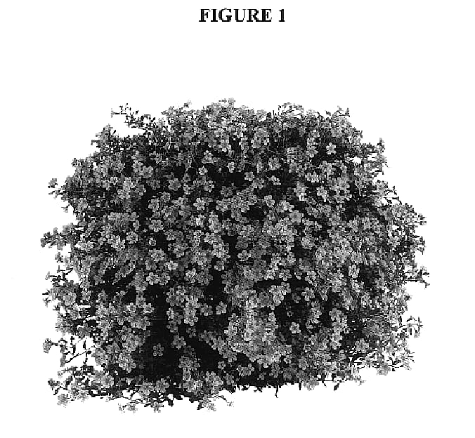 Figure 1 of US plant patent PP18117, the photograph of DANCOP17 printed in the patent.