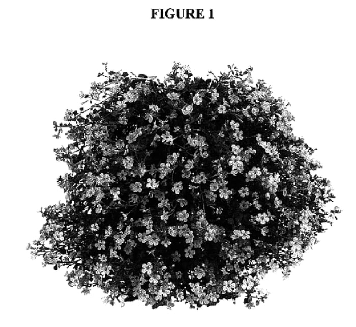Figure 1 of US plant patent PP18118, the photograph of DANGUL16 printed in the patent.