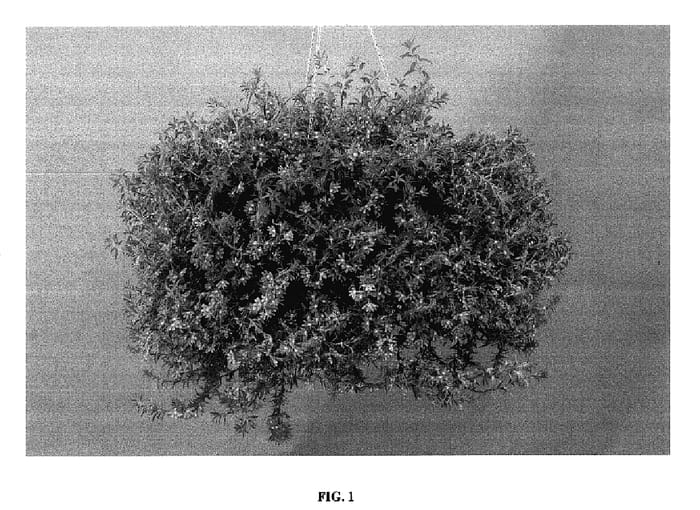 Figure 1 of US plant patent PP18119, the photograph of Bomy Bule printed in the patent.
